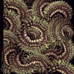 CLAN CAIMAN - PICA-PAU