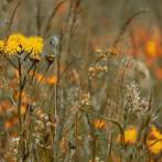 ZEITKRATZER - REINHOLD FRIEDL: SCARLATTI